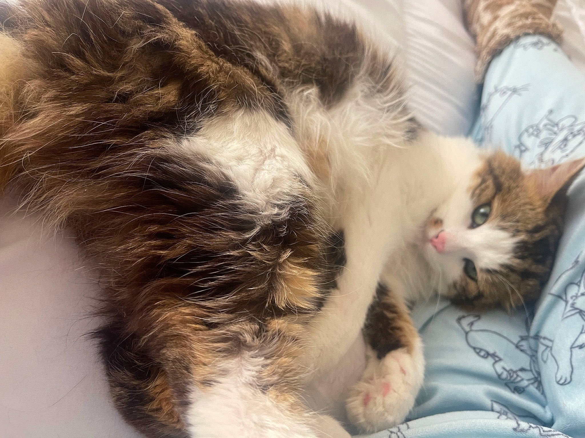 Teddy joined the competition — help win amazing prizes! carnivore, cat, claw, comfort, domestic_short_haired_cat, ear, felidae, fur, nap, paw, small_to_medium_sized_cats, snout, tail, terrestrial_animal, whiskers