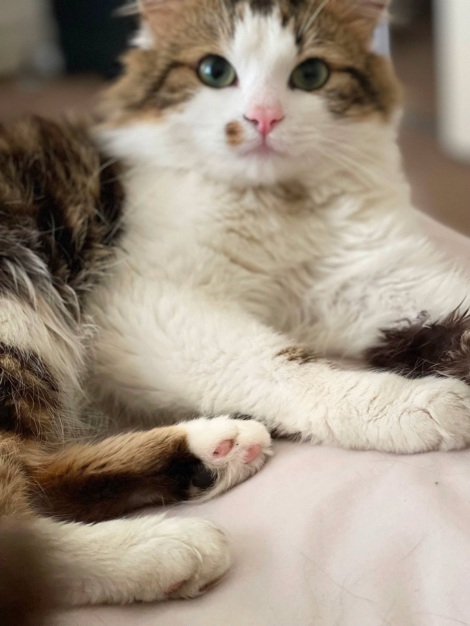 Teddy is registered to the contest to win money with this photo: carnivore, cat, claw, comfort, domestic_short_haired_cat, fawn, felidae, fur, paw, small_to_medium_sized_cats, snout, terrestrial_animal, whiskers