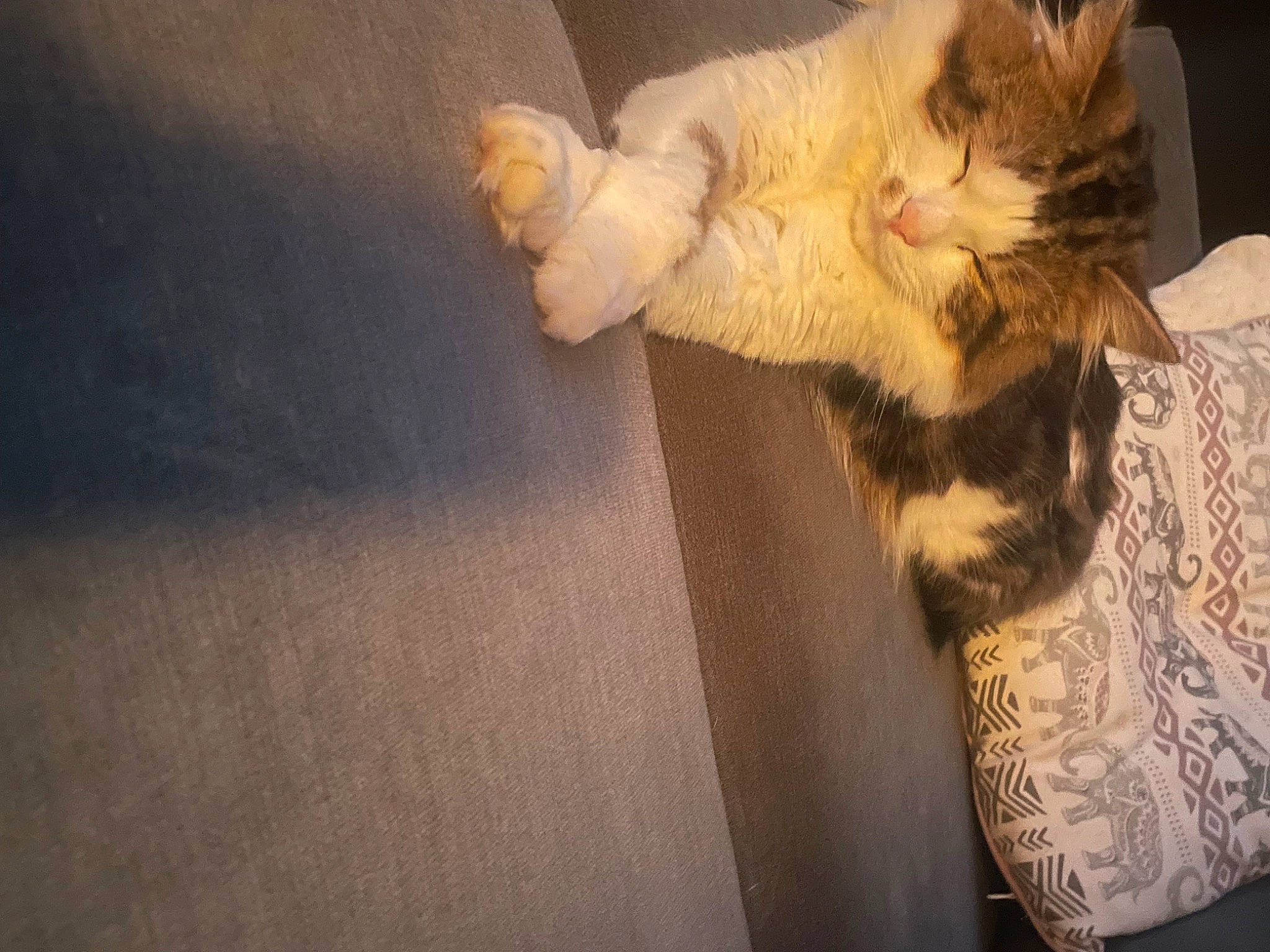 Teddy is registered to the contest to win money with this photo: bed, carnivore, cat, claw, comfort, couch, domestic_short_haired_cat, fawn, felidae, flooring, fur, gesture, human_leg, nap, paw, small_to_medium_sized_cats, snout, tail, whiskers, wood