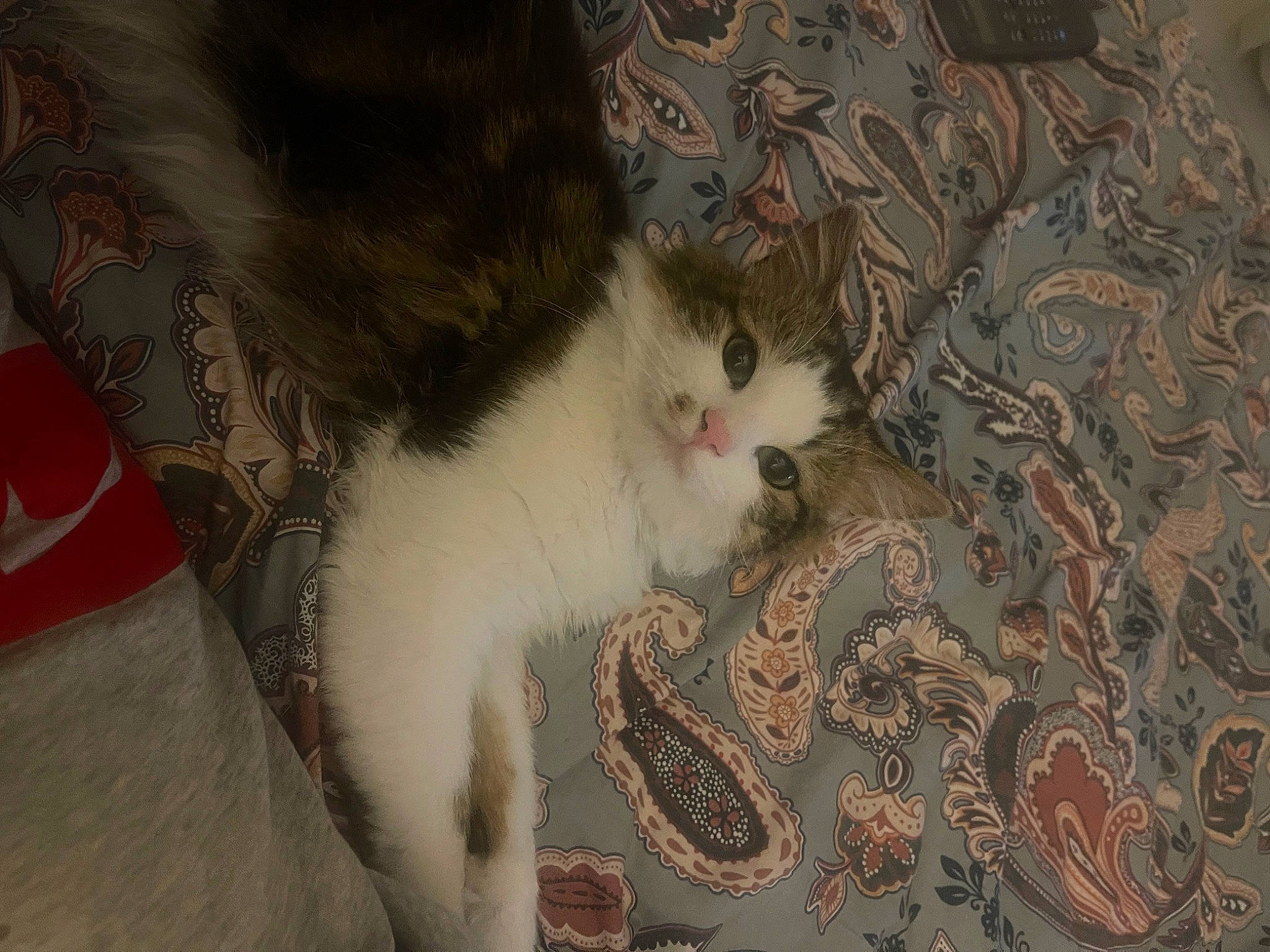 Teddy joined the competition — help win amazing prizes! art, carnivore, carpet, cat, comfort, domestic_short_haired_cat, fawn, felidae, flooring, fur, pattern, paw, plant, small_to_medium_sized_cats, snout, tail, tree, visual_arts, whiskers, wood