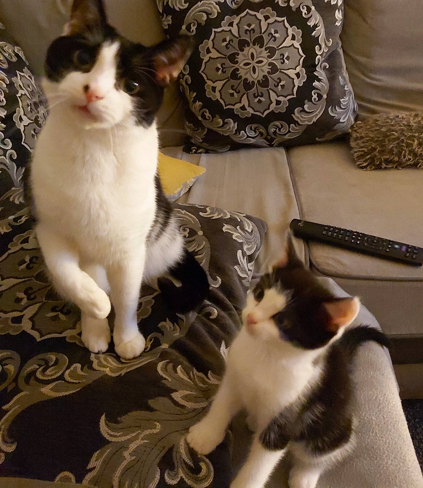 Audi is registered to the contest to win money with this photo: aegean_cat, american_wirehair, asian, carnivore, cat, domestic_short_haired_cat, european_shorthair, felidae, german_rex, japanese_bobtail, kitten, mammal, paw, polydactyl_cat, small_to_medium_sized_cats, tail, vertebrate, whiskers