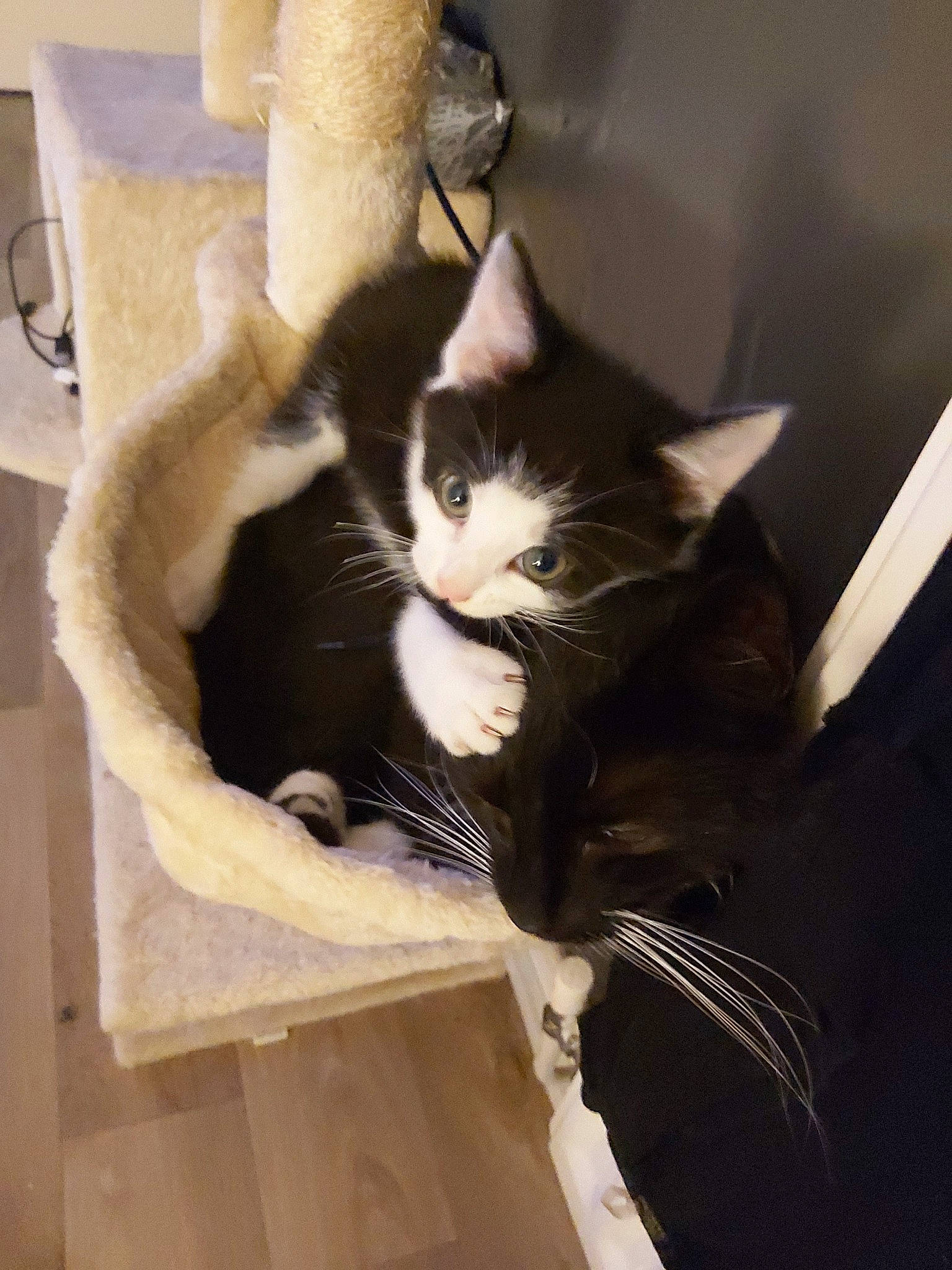 Audi joined the competition — help win amazing prizes! black_and_white, carnivore, cat, domestic_short_haired_cat, ear, european_shorthair, felidae, fur, kitten, small_to_medium_sized_cats, tail, whiskers