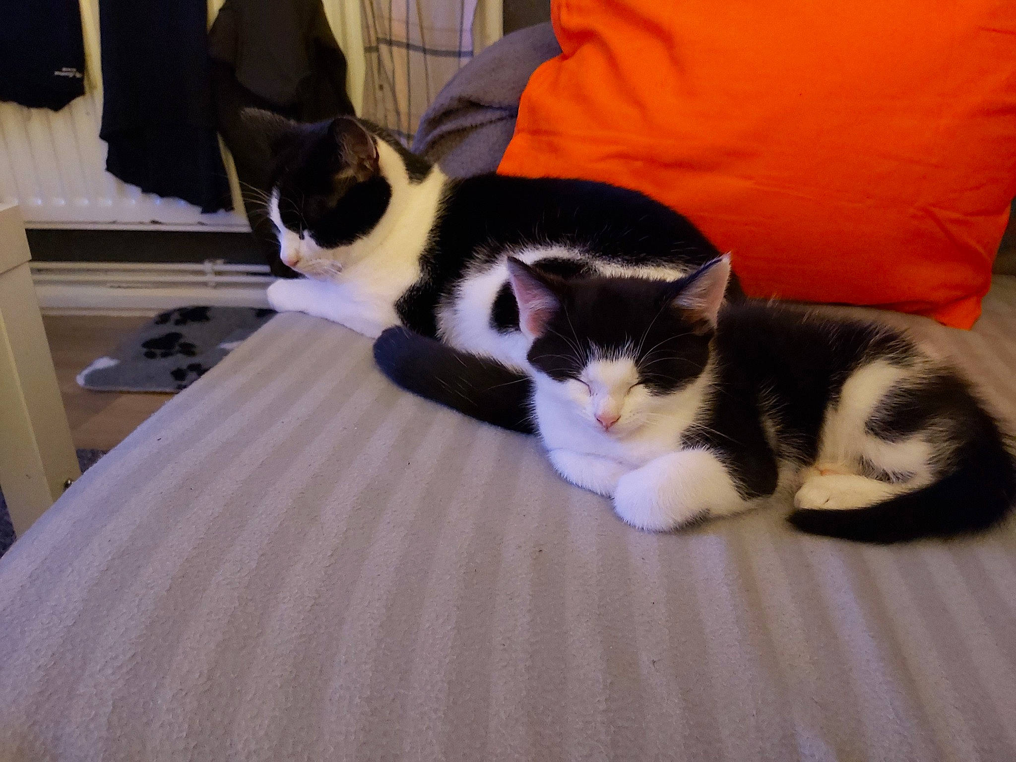 Audi is registered to the contest to win money with this photo: american_wirehair, carnivore, cat, domestic_short_haired_cat, european_shorthair, felidae, fur, kitten, mammal, paw, polydactyl_cat, small_to_medium_sized_cats, tail, whiskers