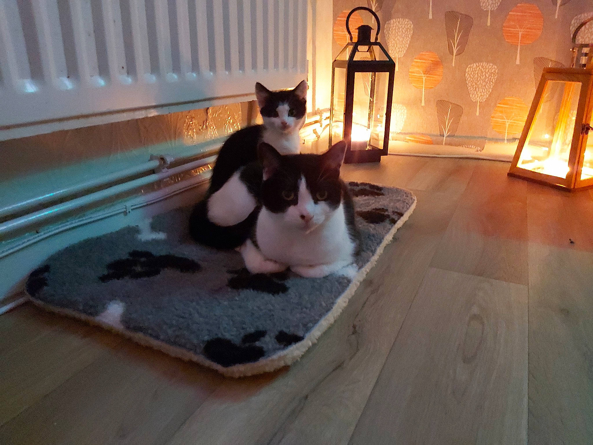 Audi joined the competition — help win amazing prizes! aegean_cat, carnivore, cat, domestic_short_haired_cat, fawn, felidae, floor, flooring, hardwood, interior_design, laminate_flooring, paw, room, small_to_medium_sized_cats, snapshot, table, tail, whiskers, wood, wood_flooring