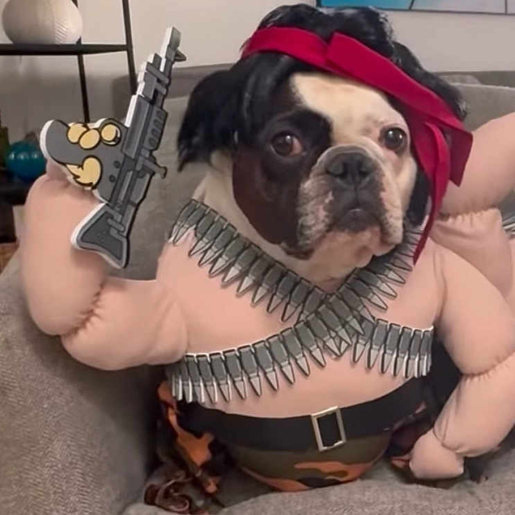 Milo joined the competition — help win amazing prizes! ammo_belt, animal, black_and_white_dog, camouflage_pants, comedy, costume, couch, cute, dog, face, funny, furniture, home, indoor, muscular_arms, pet, portrait, red_headband, sitting, toy_gun