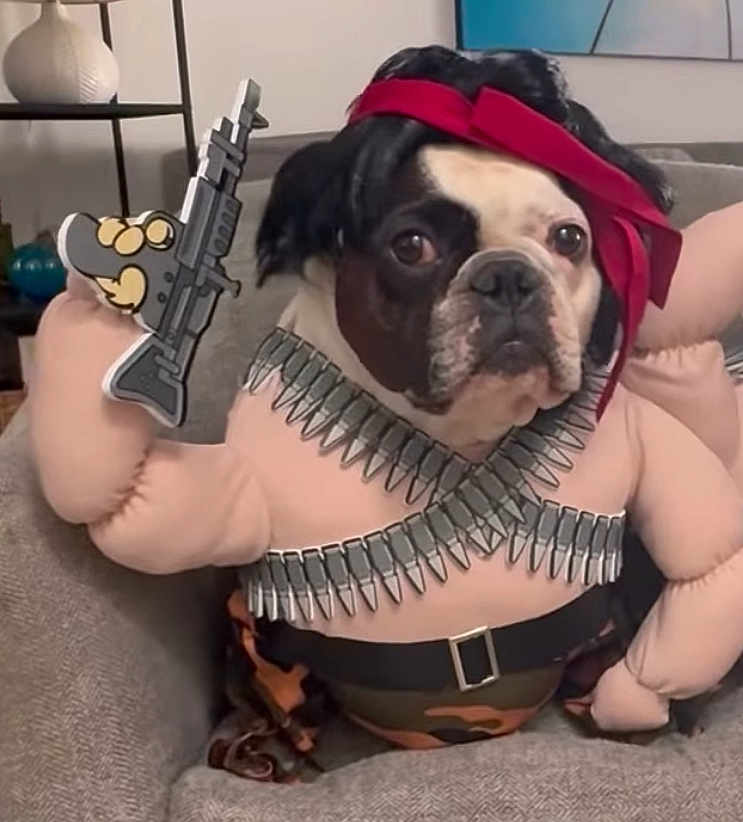 Milo joined the competition — help win amazing prizes! dog, costume, muscular_arms, red_headband, ammo_belt, couch, indoor, pet, funny, black_and_white_dog, camouflage_pants, toy_gun, face, animal, comedy, portrait, sitting, furniture, home, cute
