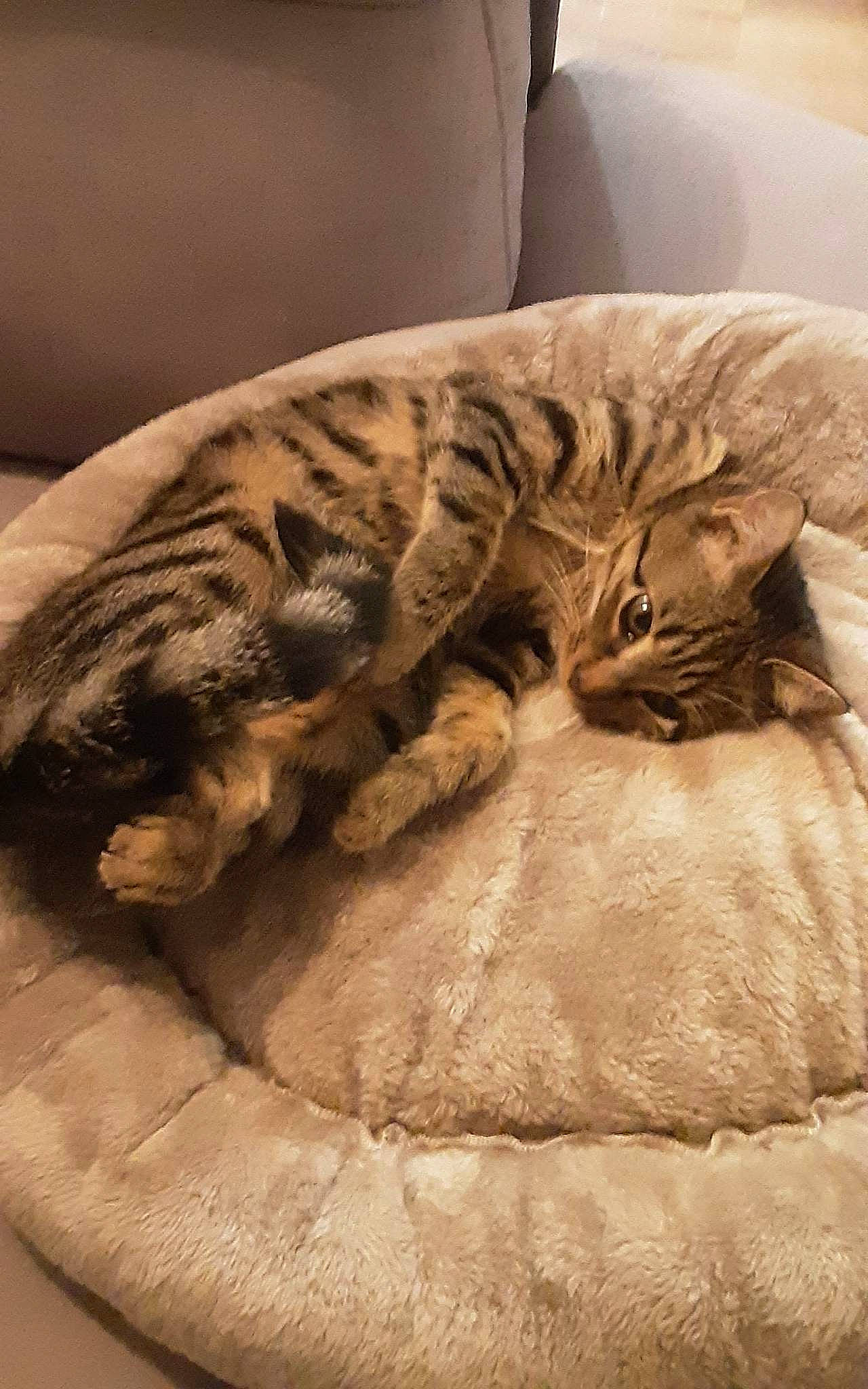 Tigrou a rejoint le concours — aidez-le/la à gagner de superbes lots ! artifact, big_cats, carnivore, cat, cat_bed, comfort, domestic_short_haired_cat, felidae, fur, leopard, linens, nap, pattern, small_to_medium_sized_cats, tail, terrestrial_animal, whiskers, wildlife, wood