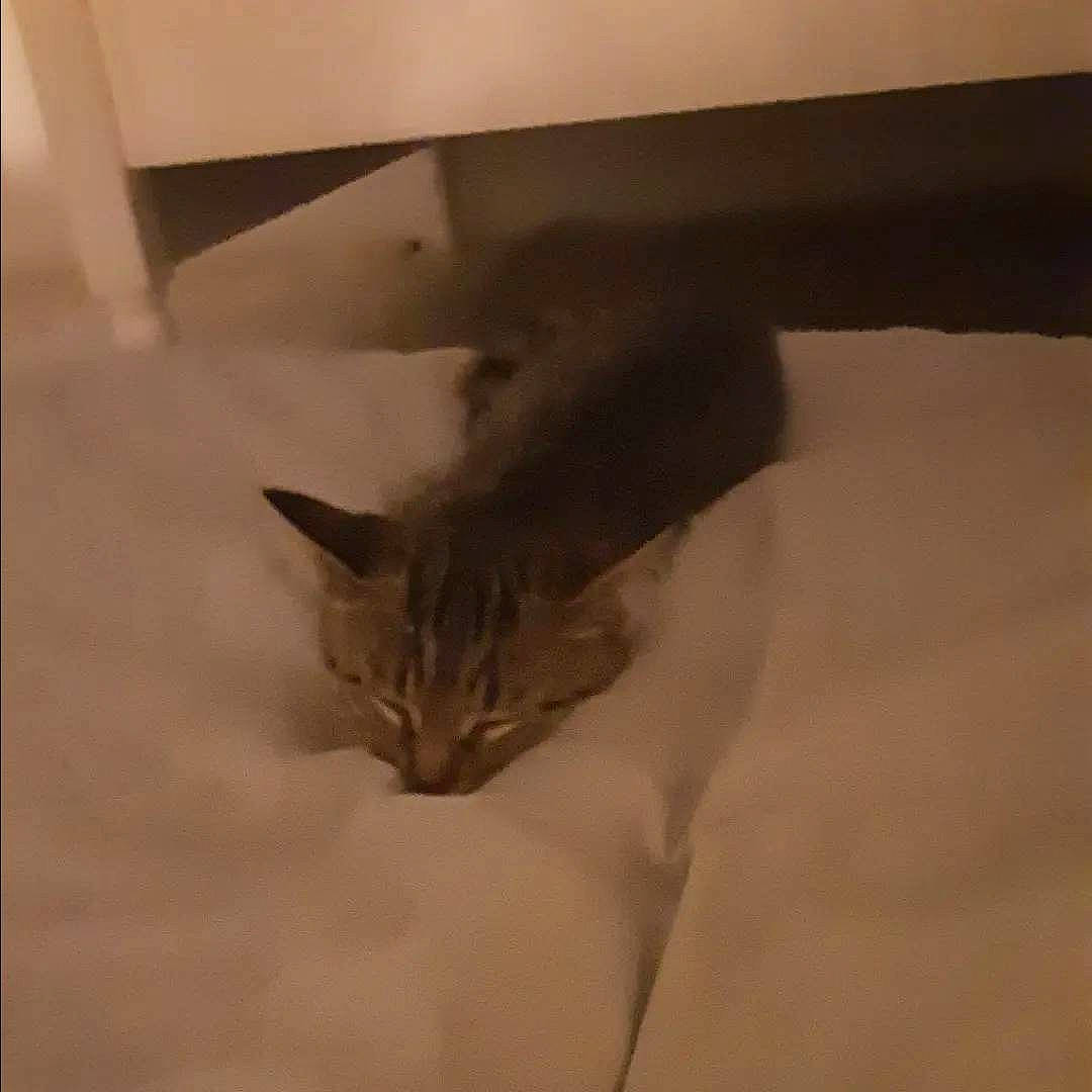 Tigrou a rejoint le concours — aidez-le/la à gagner de superbes lots ! brown, carnivore, cat, comfort, domestic_short_haired_cat, fawn, felidae, flooring, fur, hardwood, linens, paper_product, room, small_to_medium_sized_cats, tail, whiskers, wood