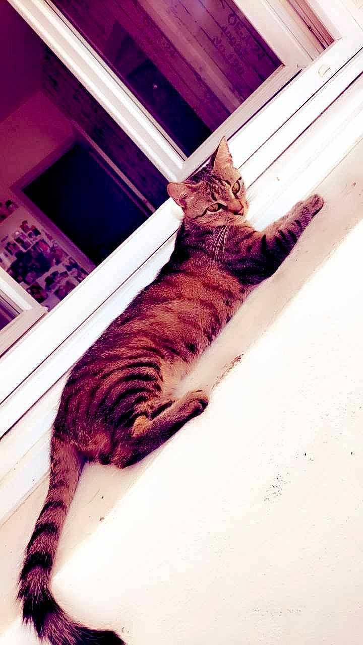 Tigrou participe au concours pour gagner de l'argent avec cette photo : carnivore, cat, comfort, couch, domestic_short_haired_cat, fawn, felidae, fur, hardwood, human_leg, leg, metal, room, small_to_medium_sized_cats, tail, textile, tints_and_shades, tree, whiskers, wood