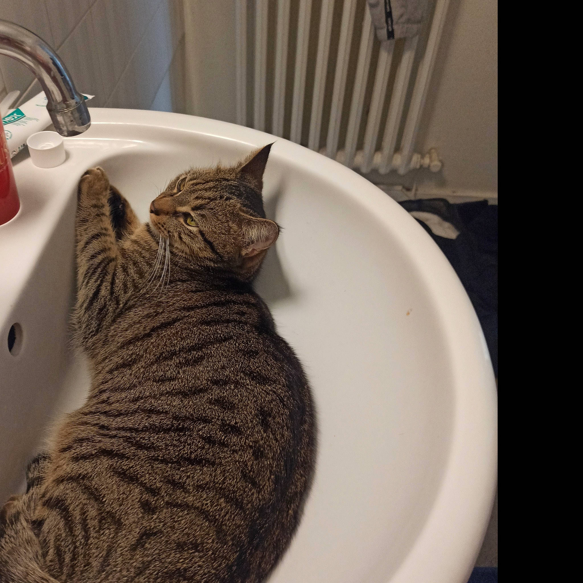 Tigrou a rejoint le concours — aidez-le/la à gagner de superbes lots ! carnivore, cat, comfort, domestic_short_haired_cat, felidae, fur, grey, linens, paw, plumbing, plumbing_fixture, room, sink, small_to_medium_sized_cats, snout, soap_dispenser, tail, tap, whiskers, window