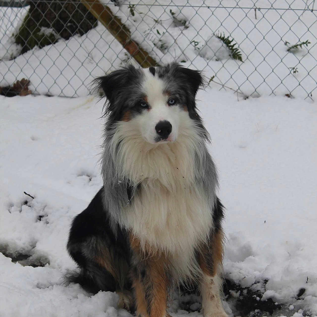 Gaïac participe au concours pour gagner de l'argent avec cette photo : animal, blue_eyes, canine, cold, daylight, dog, fence, fur, ground, nature, outdoor, pet, portrait, quiet, sitting, snow, tree, tricolor, watchful, winter
