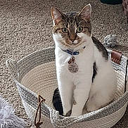 Hailey joined the competition — help win amazing prizes! animal, basket, black, brown, carpet, cat, collar, cozy, curious, cute, feline, furniture, home, indoor, looking, pet, sitting, tag, toy, white