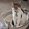 animal, basket, black, brown, carpet, cat, collar, cozy, curious, cute, feline, furniture, home, indoor, looking, pet, sitting, tag, toy, white
