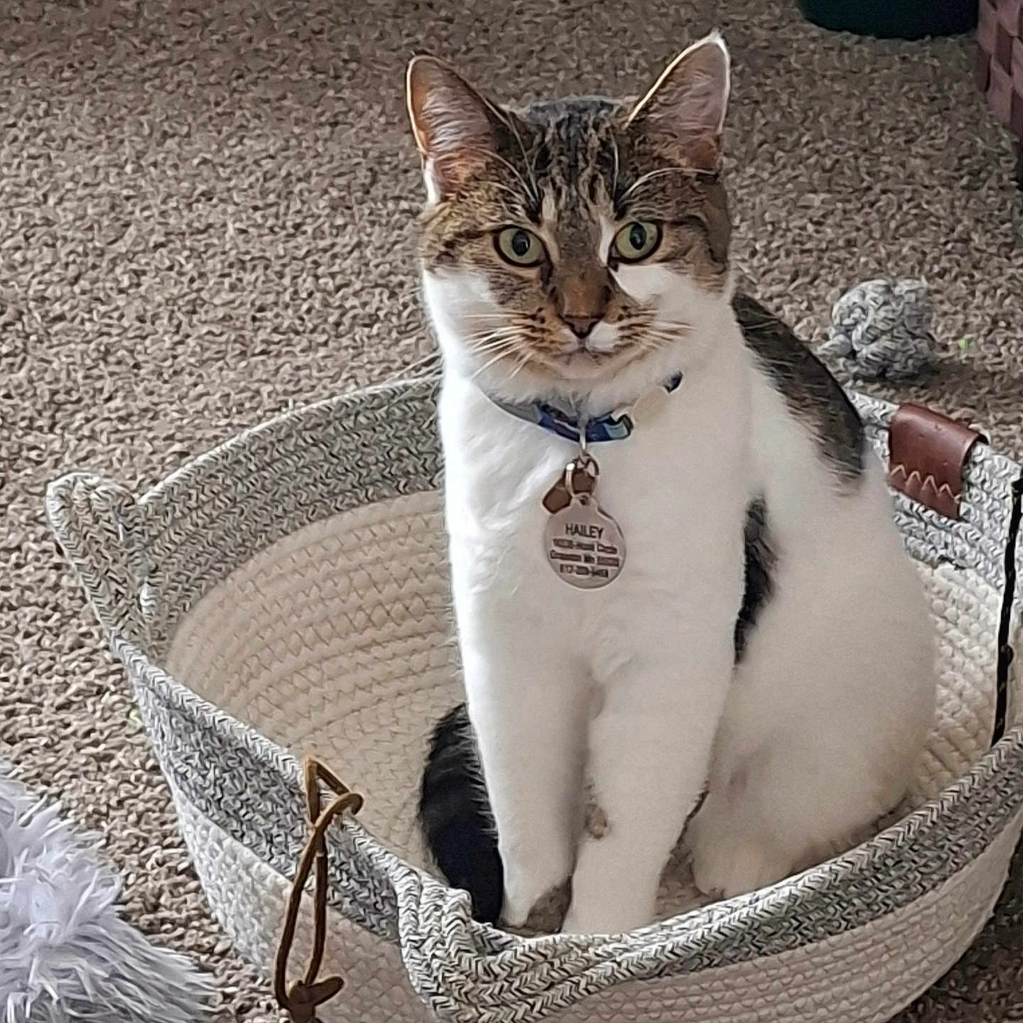 Hailey