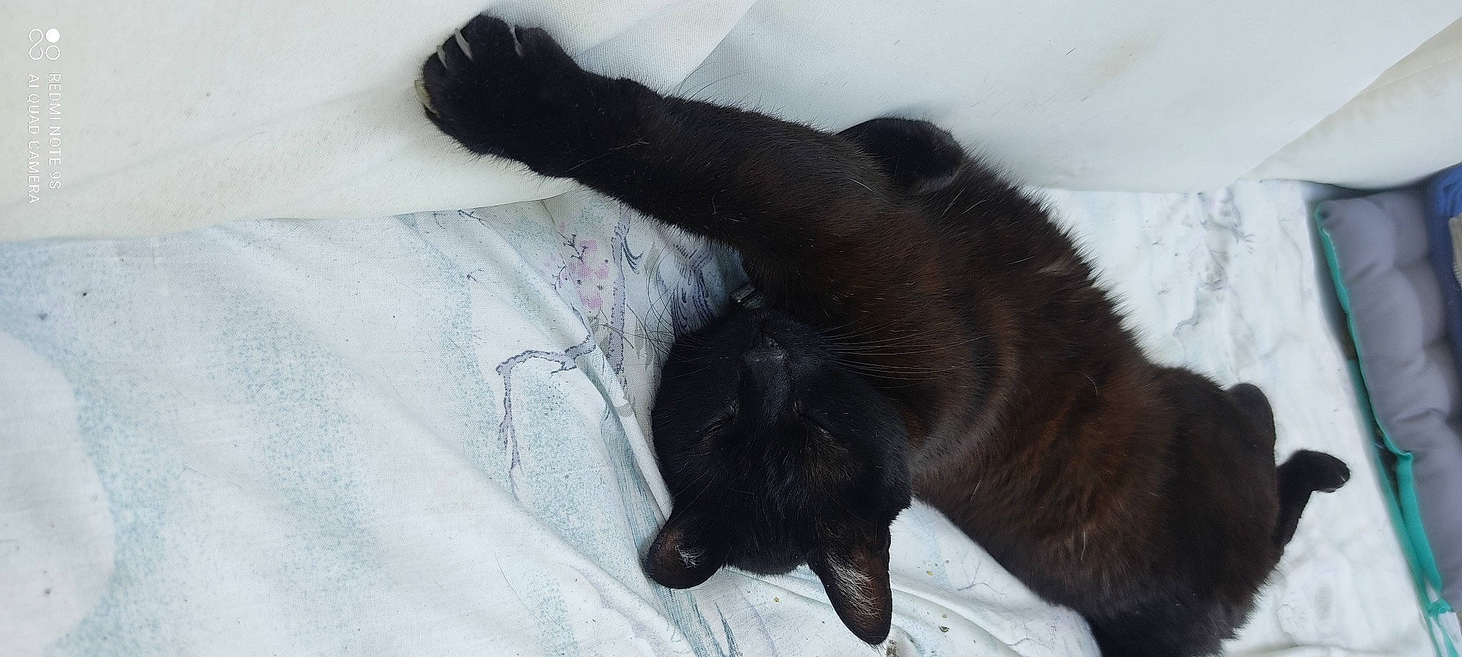 Elvis participe au concours pour gagner de l'argent avec cette photo : black_cat, bombay, canidae, carnivore, cat, claw, comfort, dog_breed, domestic_short_haired_cat, felidae, fur, linens, nap, paw, small_to_medium_sized_cats, snout, sporting_group, tail, terrestrial_animal, whiskers