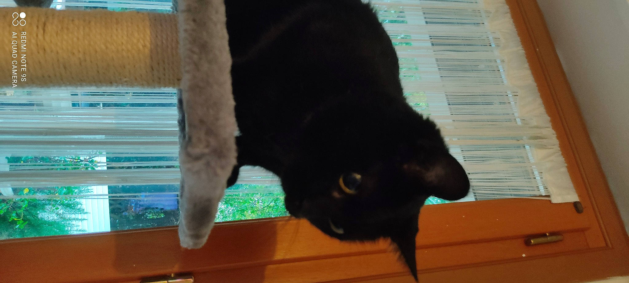 Elvis a rejoint le concours — aidez-le/la à gagner de superbes lots ! black_cat, bombay, carnivore, cat, claw, dog_breed, domestic_short_haired_cat, felidae, fur, gesture, human_leg, mammal, small_to_medium_sized_cats, snout, sporting_group, tail, tints_and_shades, vertebrate, whiskers, wood