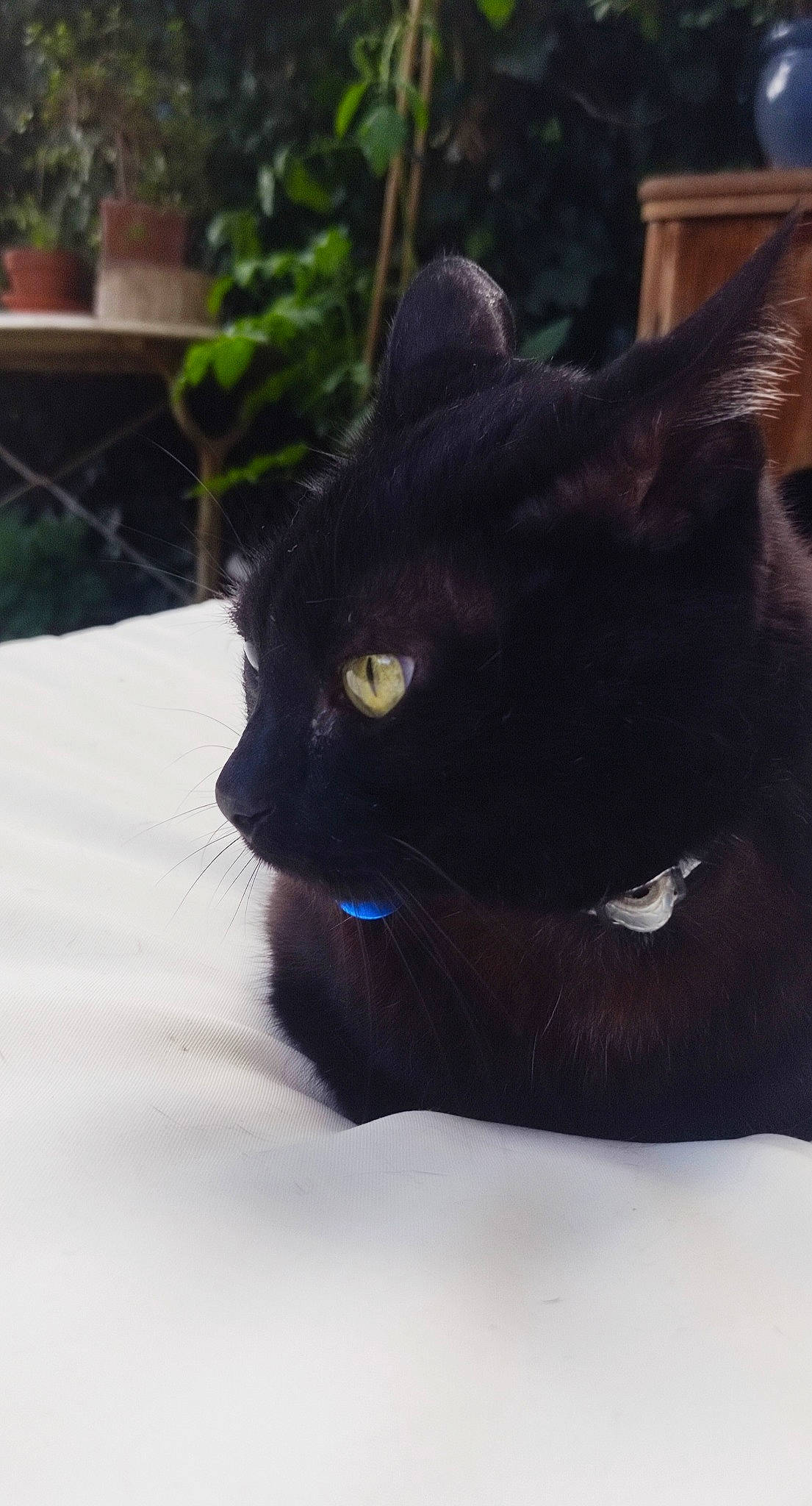 Elvis a rejoint le concours — aidez-le/la à gagner de superbes lots ! black_cat, bombay, carnivore, cat, claw, domestic_short_haired_cat, electric_blue, felidae, fur, grass, havana_brown, plant, small_to_medium_sized_cats, snout, tail, terrestrial_animal, whiskers, window