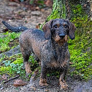 Ulysse participe au concours pour gagner de l'argent avec cette photo : brown_fur, curious, dachshund, dog, forest_floor, grass, looking_at_camera, moss, muddy, nature, outdoor, paws, pet, portrait, small_dog, standing, tree_trunk, wet_fur, whiskers, wire_haired