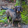 brown_fur, curious, dachshund, dog, forest_floor, grass, looking_at_camera, moss, muddy, nature, outdoor, paws, pet, portrait, small_dog, standing, tree_trunk, wet_fur, whiskers, wire_haired