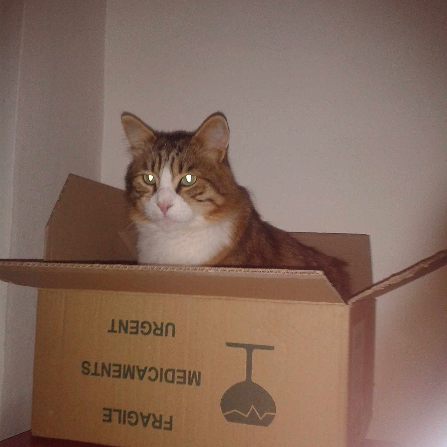 Snobel a rejoint le concours — aidez-le/la à gagner de superbes lots ! abyssinian, animal, box, cardboard, carton, cat, crate, hardwood, indoors, kitten, manx, package, packagedelivery, person, pet, wood