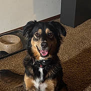Sadi joined the competition — help win amazing prizes! animal, black_and_tan, canine, carpet, collar, companion, dog, domestic, ears, fur, happy, home, indoor, mammal, pet, sitting, smiling, tail, tongue_out, water_bowl