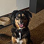 animal, black_and_tan, canine, carpet, collar, companion, dog, domestic, ears, fur, happy, home, indoor, mammal, pet, sitting, smiling, tail, tongue_out, water_bowl
