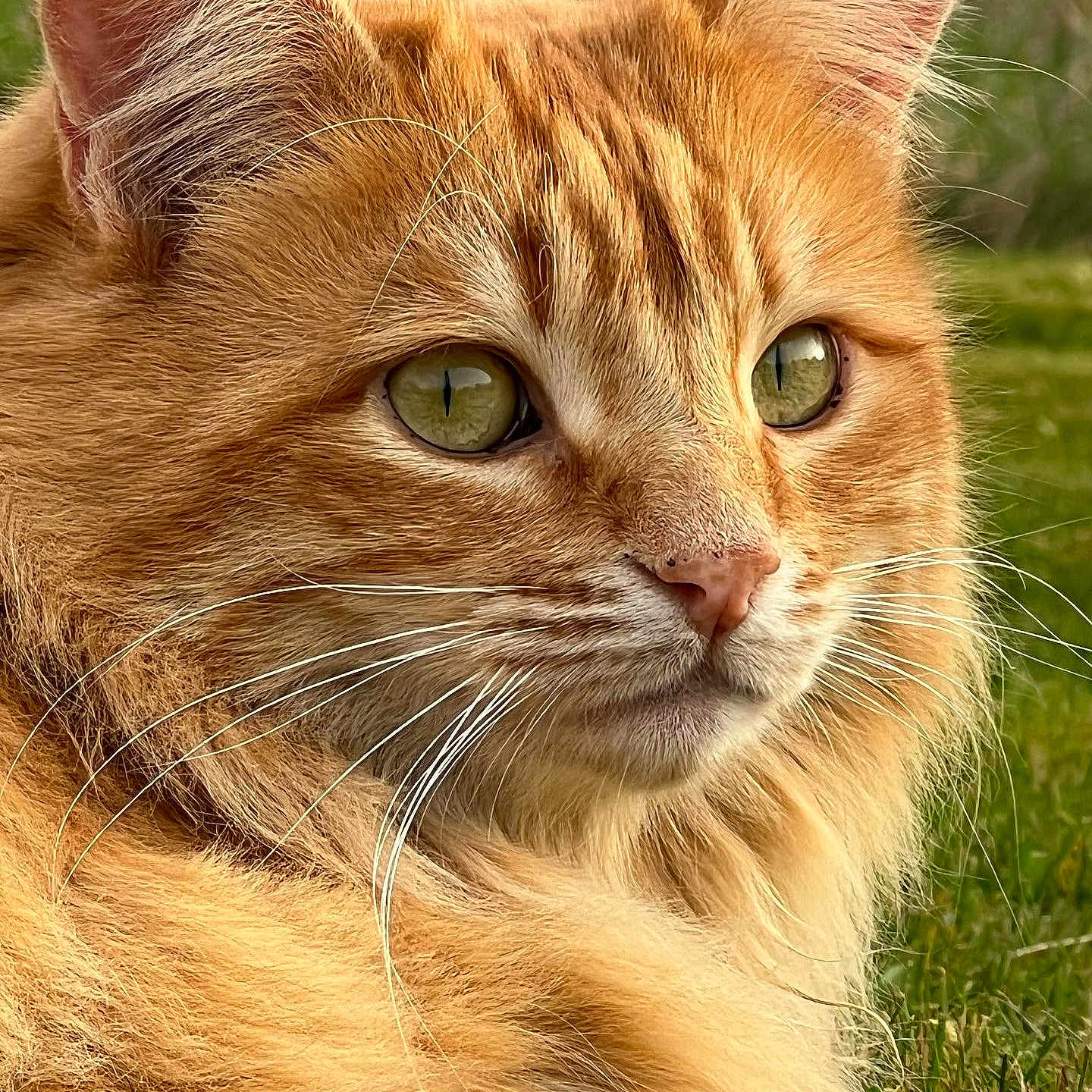 Pepito a rejoint le concours — aidez-le/la à gagner de superbes lots ! abyssinian, angora, animal, cat, grass, kitten, lawn, manx, pet, plant, snout