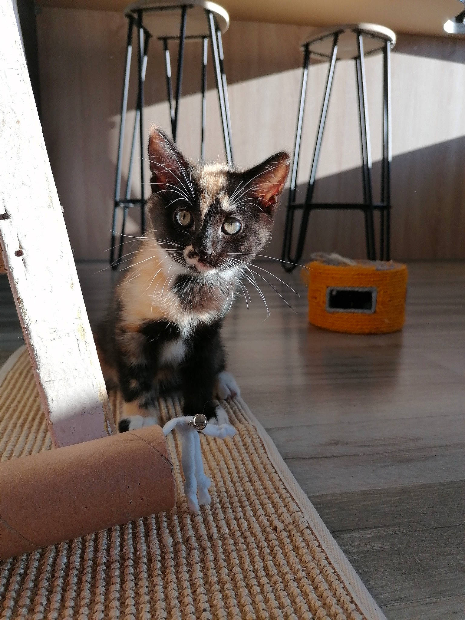 Stich participe au concours pour gagner de l'argent avec cette photo : carnivore, cat, domestic_short_haired_cat, fawn, felidae, floor, flooring, fur, hardwood, mammal, metal, small_to_medium_sized_cats, snout, tail, terrestrial_animal, tile_flooring, varnish, vertebrate, whiskers, wood