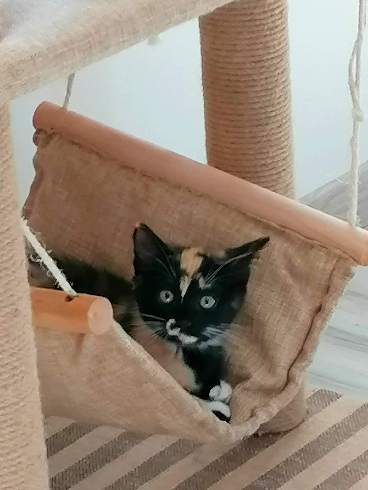 Stich a rejoint le concours — aidez-le/la à gagner de superbes lots ! basket, box, carnivore, cat, cat_supply, comfort, couch, domestic_short_haired_cat, fawn, felidae, flooring, grey, hardwood, linens, mammal, shipping_box, small_to_medium_sized_cats, tail, whiskers, wood