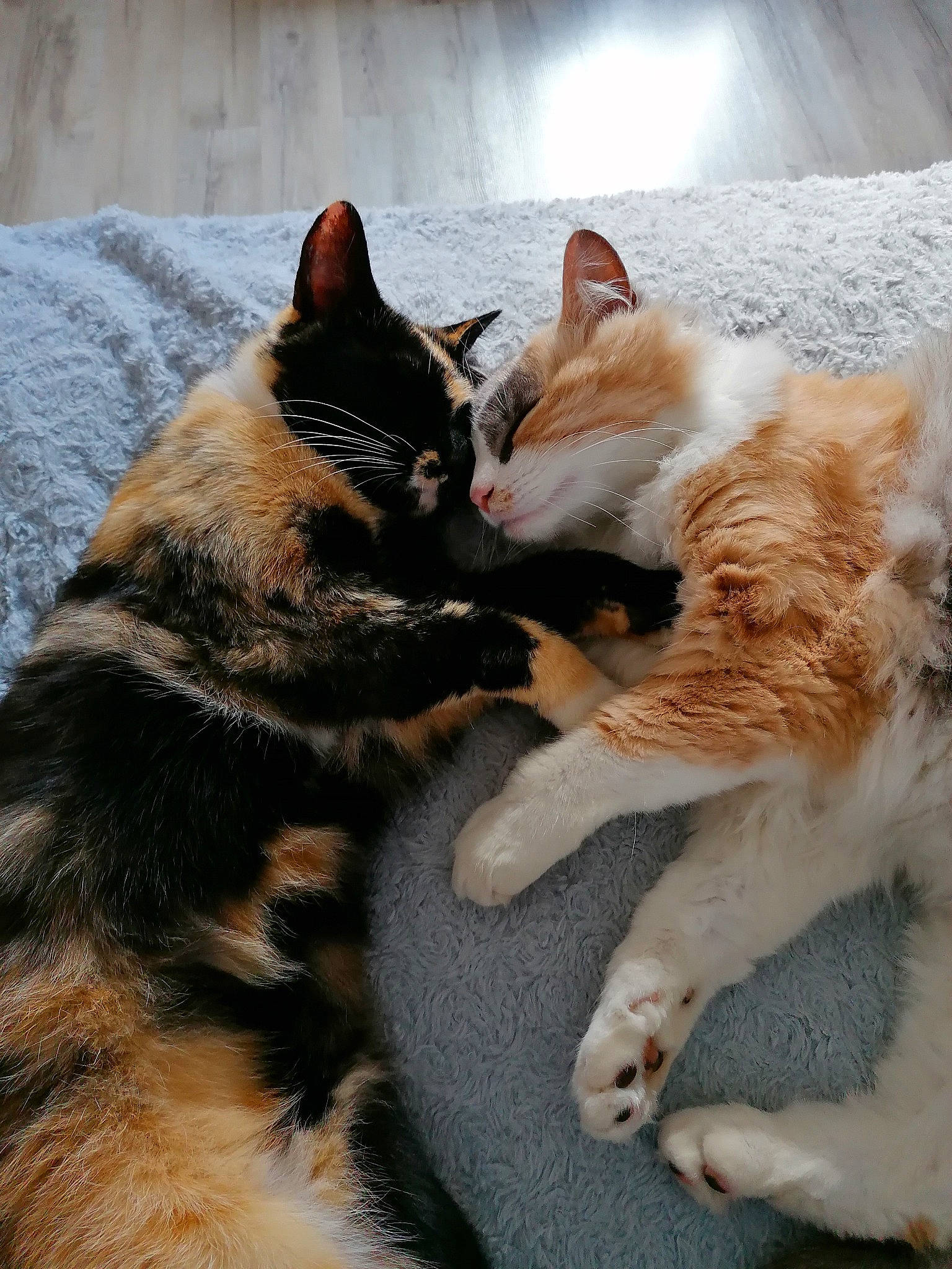 Stich participe au concours pour gagner de l'argent avec cette photo : canidae, carnivore, cat, claw, comfort, companion_dog, dog_breed, domestic_short_haired_cat, fawn, felidae, foot, fur, nap, paw, sitting, small_to_medium_sized_cats, snout, sporting_group, tail, whiskers