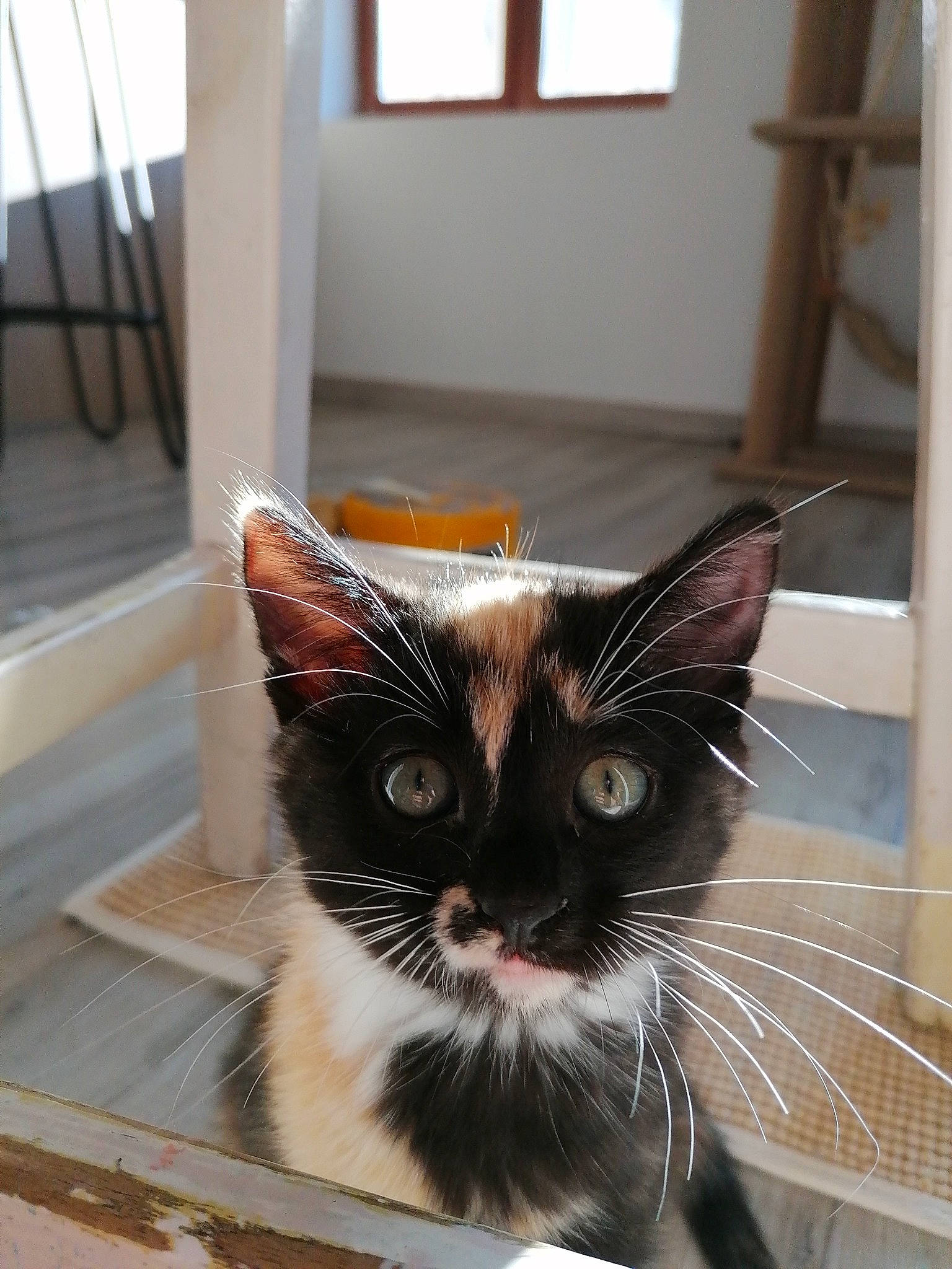 Stich participe au concours pour gagner de l'argent avec cette photo : box, carnivore, cat, claw, domestic_short_haired_cat, felidae, floor, flooring, fur, glass, hardwood, paw, plant, room, small_to_medium_sized_cats, snout, tail, whiskers, window, wood