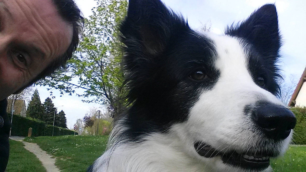 Yota a rejoint le concours — aidez-le/la à gagner de superbes lots ! australian_collie, border_collie, canidae, carnivore, companion_dog, dog, dog_breed, fur, grass, herding_dog, non_sporting_group, plant, sky, snout, sporting_group, tail, tree, whiskers, working_animal, working_dog