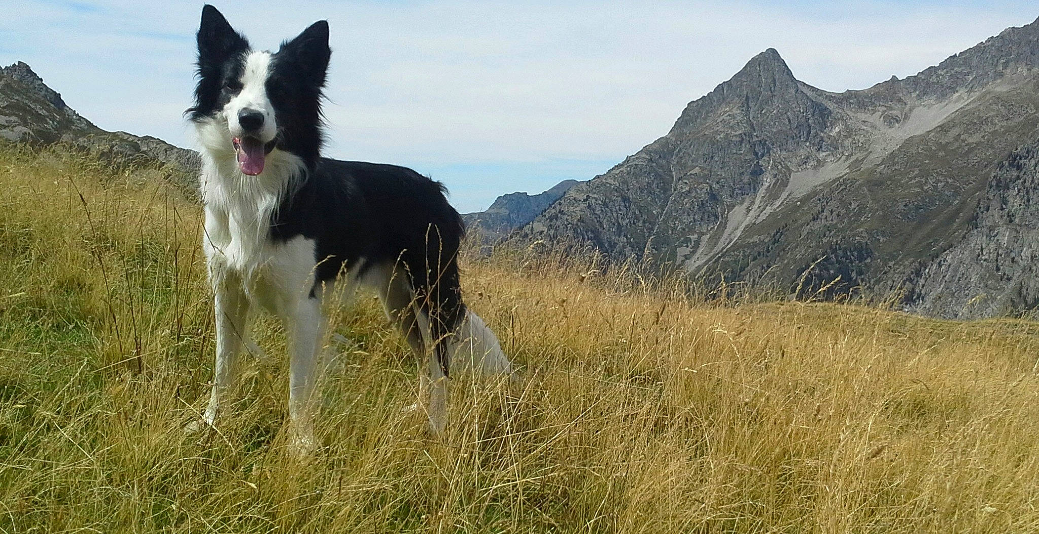 Yota a rejoint le concours — aidez-le/la à gagner de superbes lots ! border_collie, carnivore, cloud, companion_dog, dog, dog_breed, grass, grassland, herding_dog, landscape, massif, mountain, mountain_range, natural_landscape, pasture, plant, sky, slope, sporting_group, working_animal