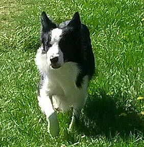 Yota a rejoint le concours — aidez-le/la à gagner de superbes lots ! australian_collie, canidae, carnivore, companion_dog, dog, dog_breed, dog_sports, grass, grassland, groundcover, herding_dog, non_sporting_group, plant, snout, sporting_group, tail, terrestrial_animal, whiskers, working_animal, working_dog