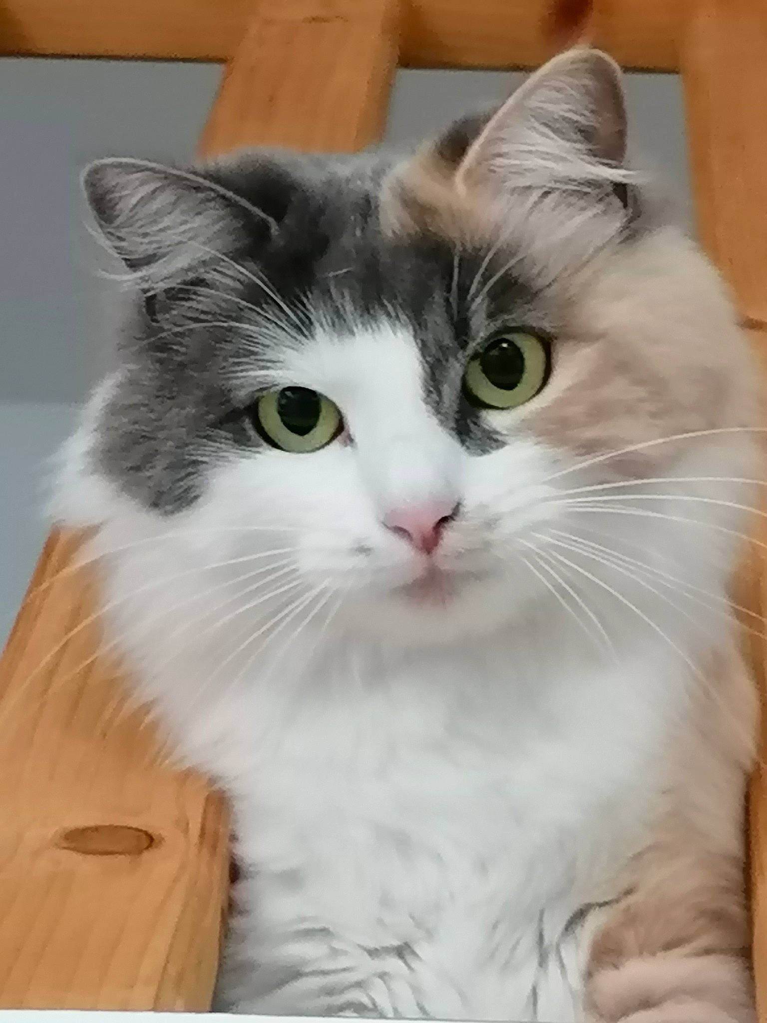 Lilo participe au concours pour gagner de l'argent avec cette photo : box, carnivore, cat, curious, domestic_short_haired_cat, eye, felidae, fur, iris, paw, small_to_medium_sized_cats, snout, whiskers, window, wood