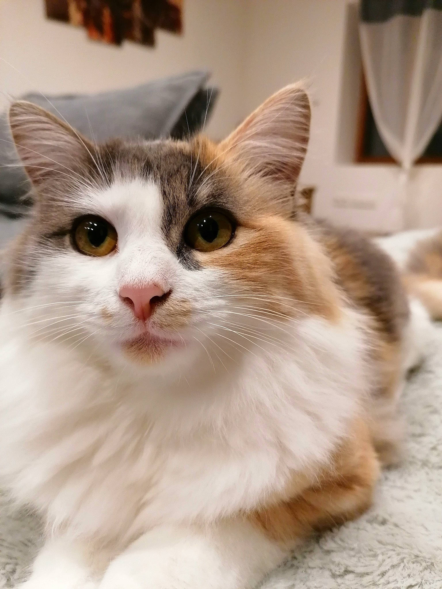 Lilo a rejoint le concours — aidez-le/la à gagner de superbes lots ! carnivore, cat, domestic_short_haired_cat, fawn, felidae, fur, paw, picture_frame, sitting, small_to_medium_sized_cats, snout, tableware, tail, tree, whiskers, window