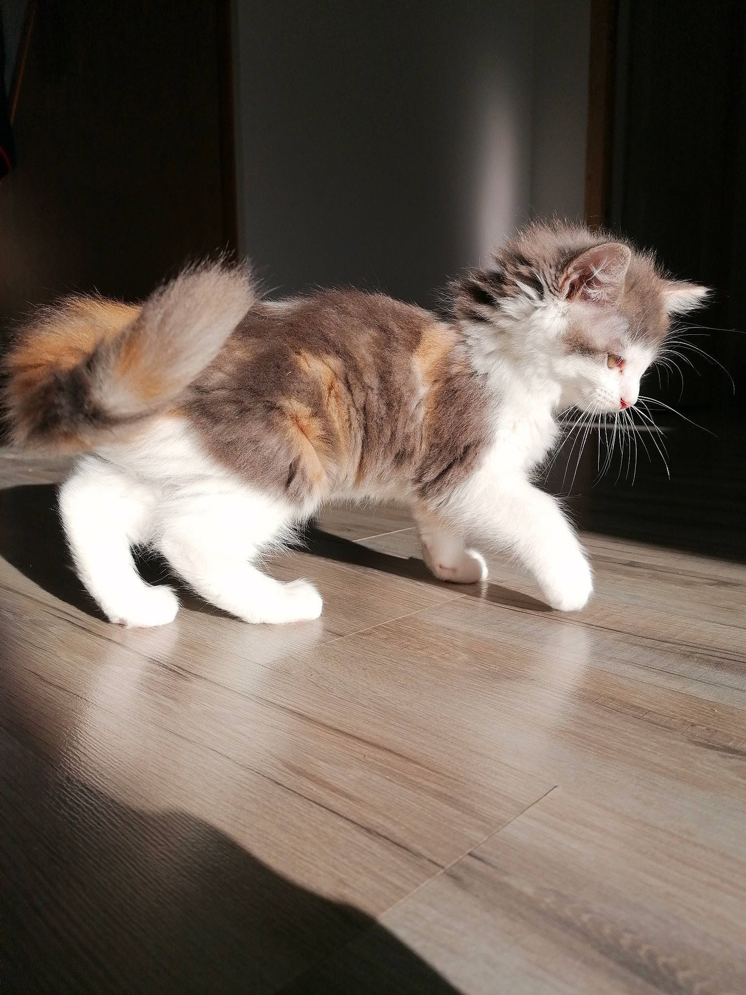 Lilo a rejoint le concours — aidez-le/la à gagner de superbes lots ! carnivore, cat, claw, domestic_short_haired_cat, fawn, felidae, flooring, fur, hardwood, laminate_flooring, paw, sitting, small_to_medium_sized_cats, snout, tail, terrestrial_animal, whiskers, window, wood, wood_flooring