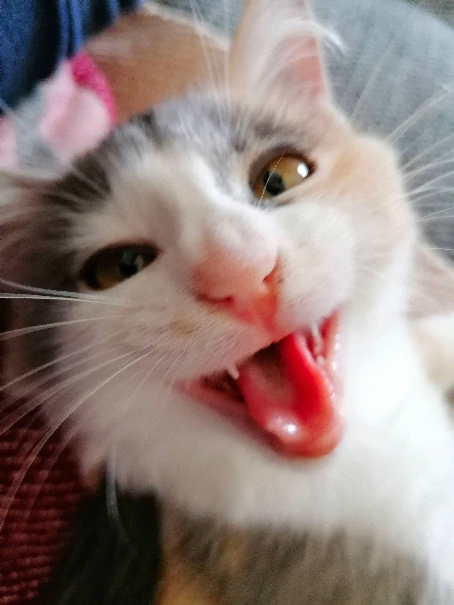 Lilo a rejoint le concours — aidez-le/la à gagner de superbes lots ! carnivore, cat, close_up, domestic_short_haired_cat, fang, felidae, fur, iris, mammal, nose, paw, small_to_medium_sized_cats, snout, whiskers