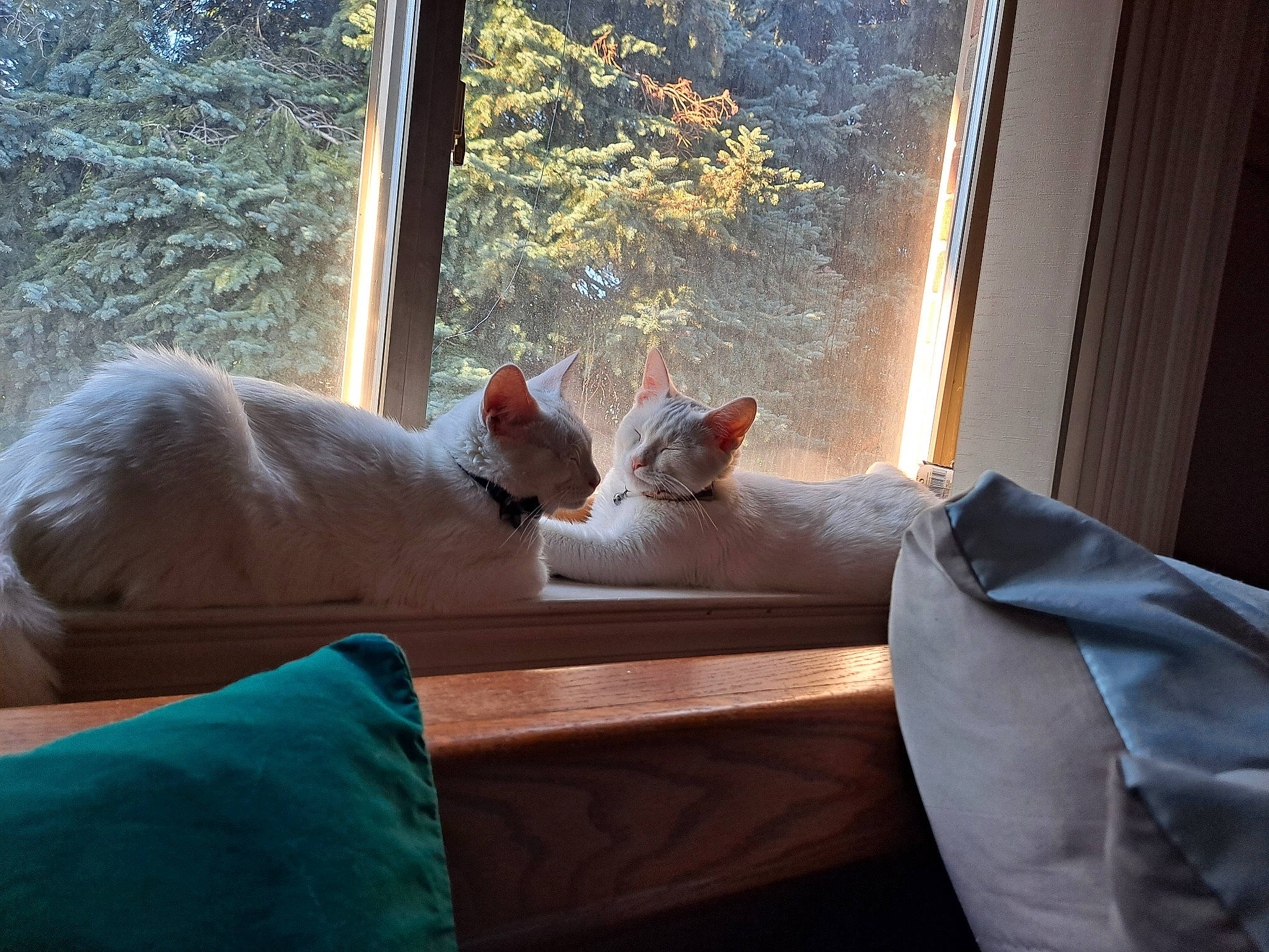 Star joined the competition — help win amazing prizes! carnivore, cat, comfort, curtain, domestic_short_haired_cat, fawn, felidae, fur, glass, hardwood, human_leg, room, small_to_medium_sized_cats, tail, tints_and_shades, whiskers, window, window_covering, window_treatment, wood