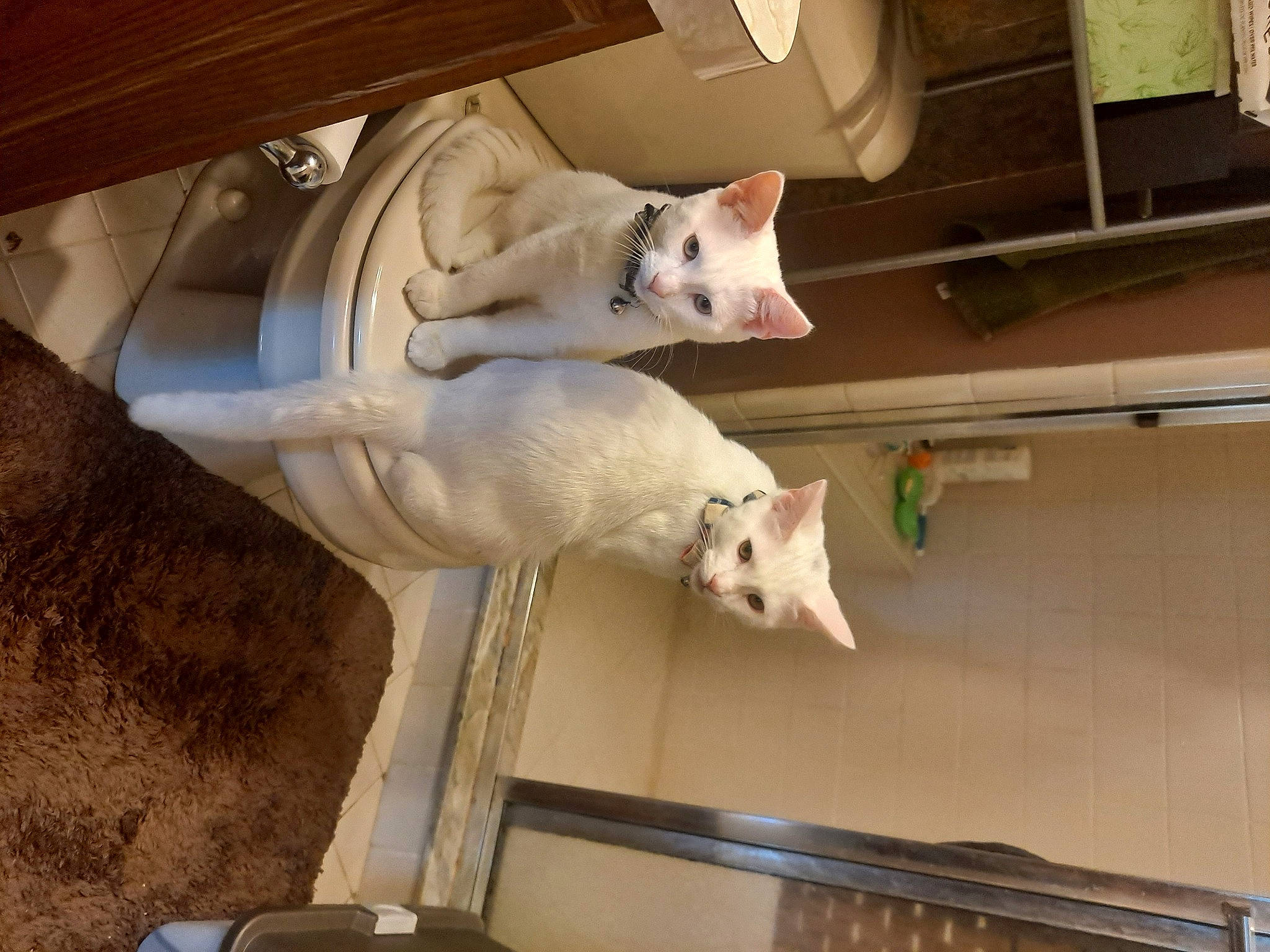 Star is registered to the contest to win money with this photo: canidae, carnivore, companion_dog, dog, dog_breed, fawn, felidae, hardwood, machine, non_sporting_group, room, small_to_medium_sized_cats, snout, sporting_group, tail, wood, working_animal