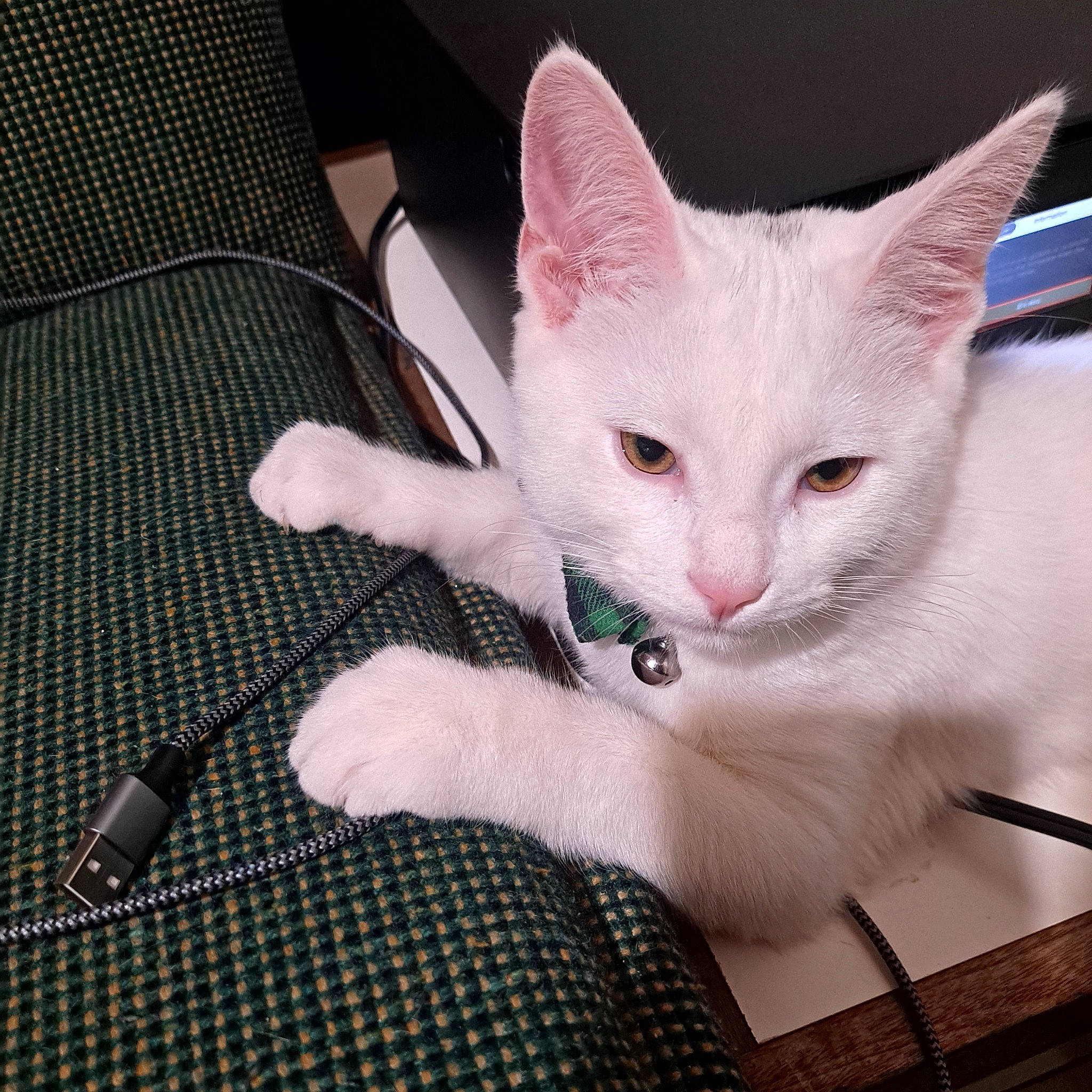 Star is registered to the contest to win money with this photo: carnivore, cat, claw, comfort, domestic_short_haired_cat, eye, fawn, felidae, fur, lap, nail, pattern, paw, small_to_medium_sized_cats, snout, tail, whiskers