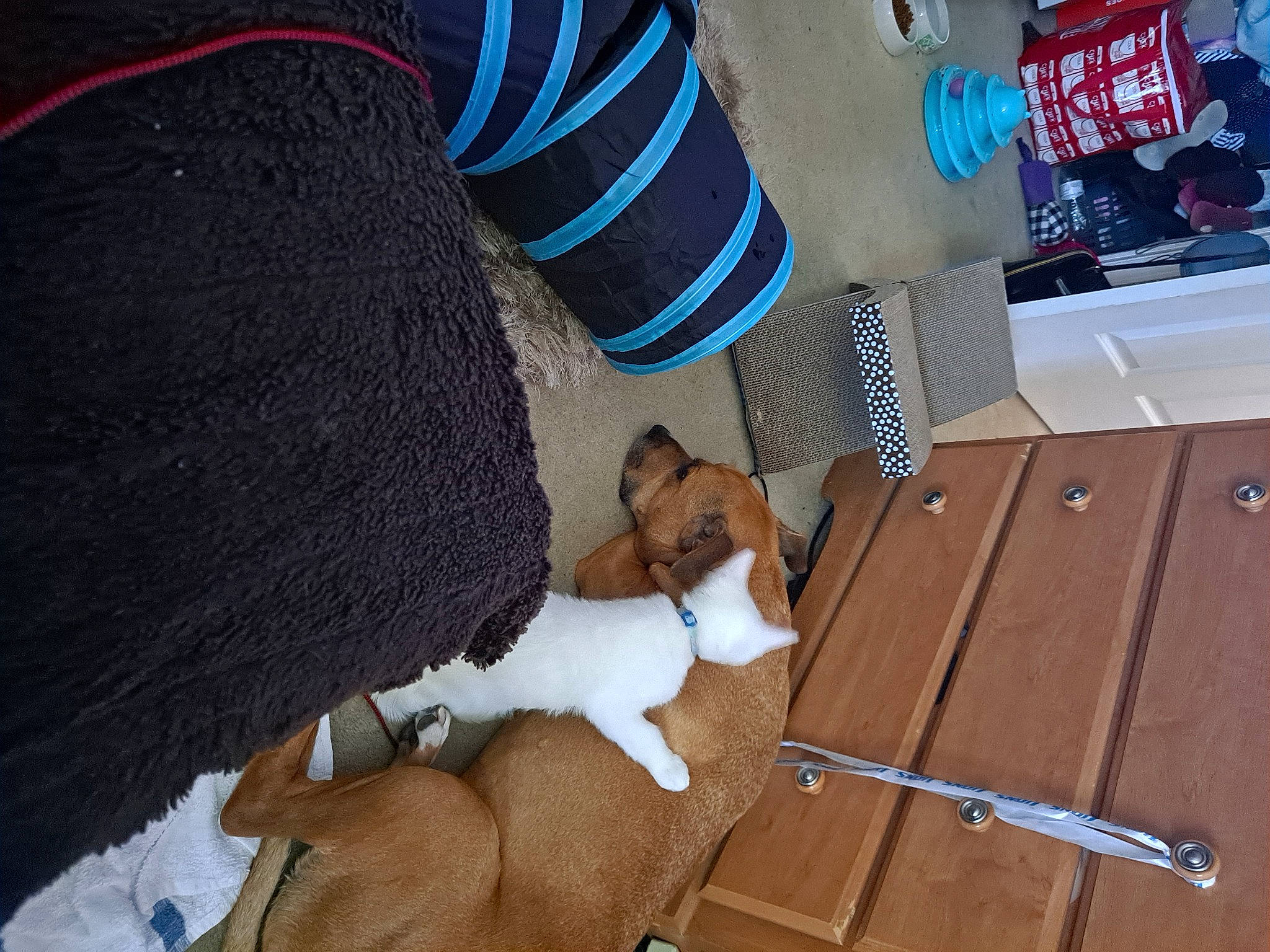 Tanner joined the competition — help win amazing prizes! canidae, carmine, carnivore, collar, companion_dog, dog, dog_breed, dog_supply, fawn, flooring, foot, hat, human_leg, snout, sock, sporting_group, tail, terrier, thigh, working_animal