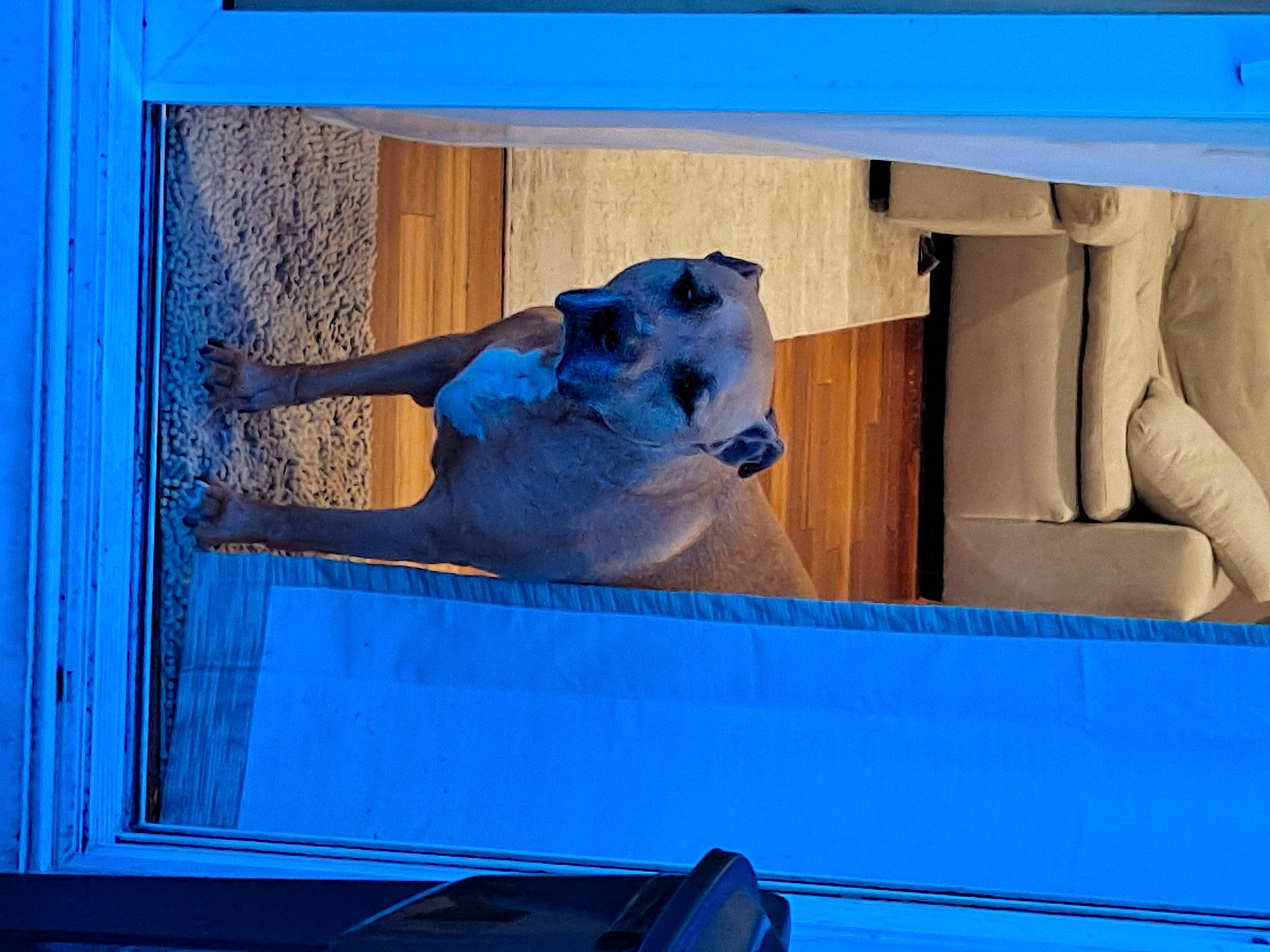 Tanner joined the competition — help win amazing prizes! art, blue, carving, electric_blue, facade, felidae, rectangle, room, sculpture, square, statue, tints_and_shades, visual_arts, wall, window, wood