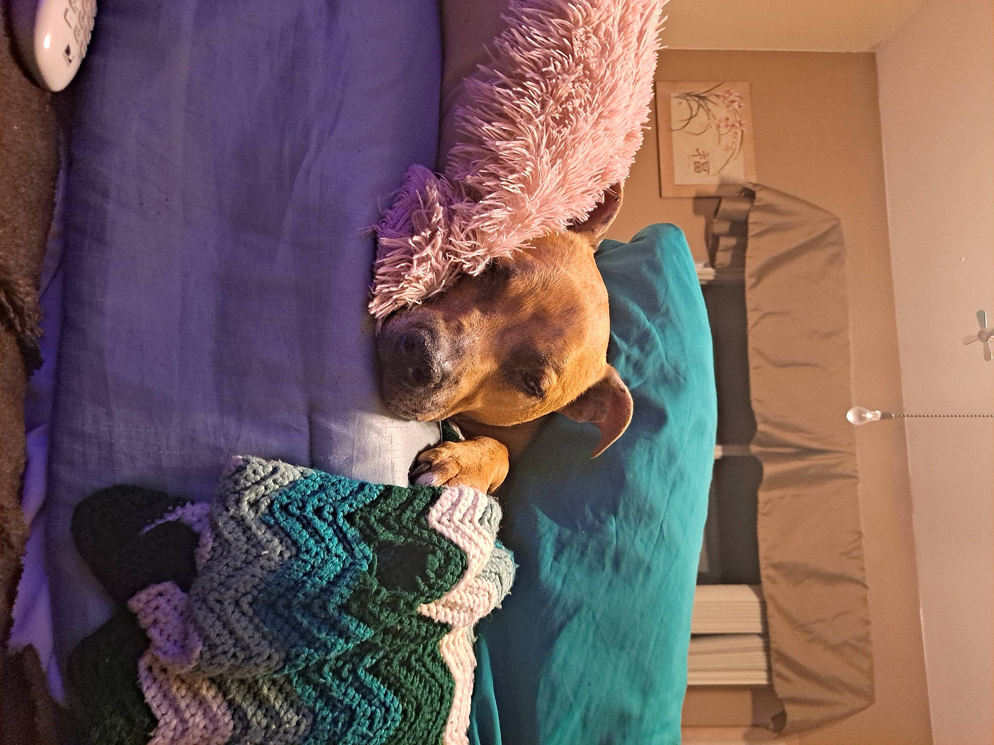 Tanner joined the competition — help win amazing prizes! art, blue, electric_blue, event, fashion_design, fawn, feather, fur, fur_clothing, magenta, purple, room, sleeve, t_shirt, textile, visual_arts, whiskers, wool, woolen, woven_fabric