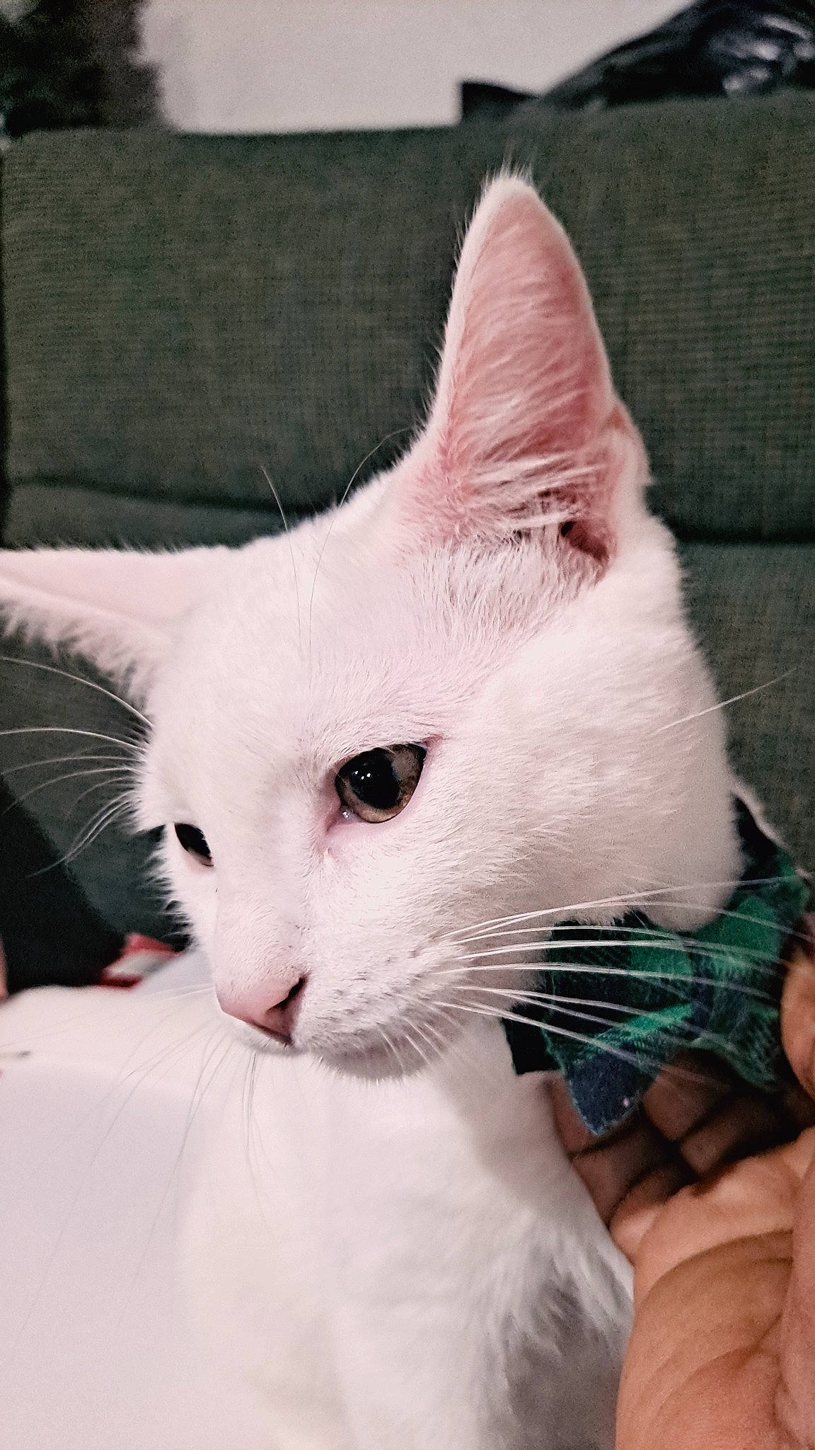 Ivy joined the competition — help win amazing prizes! carnivore, cat, claw, comfort, domestic_short_haired_cat, ear, eye, fawn, felidae, fur, iris, paw, sitting, small_to_medium_sized_cats, snout, tail, terrestrial_animal, whiskers, window