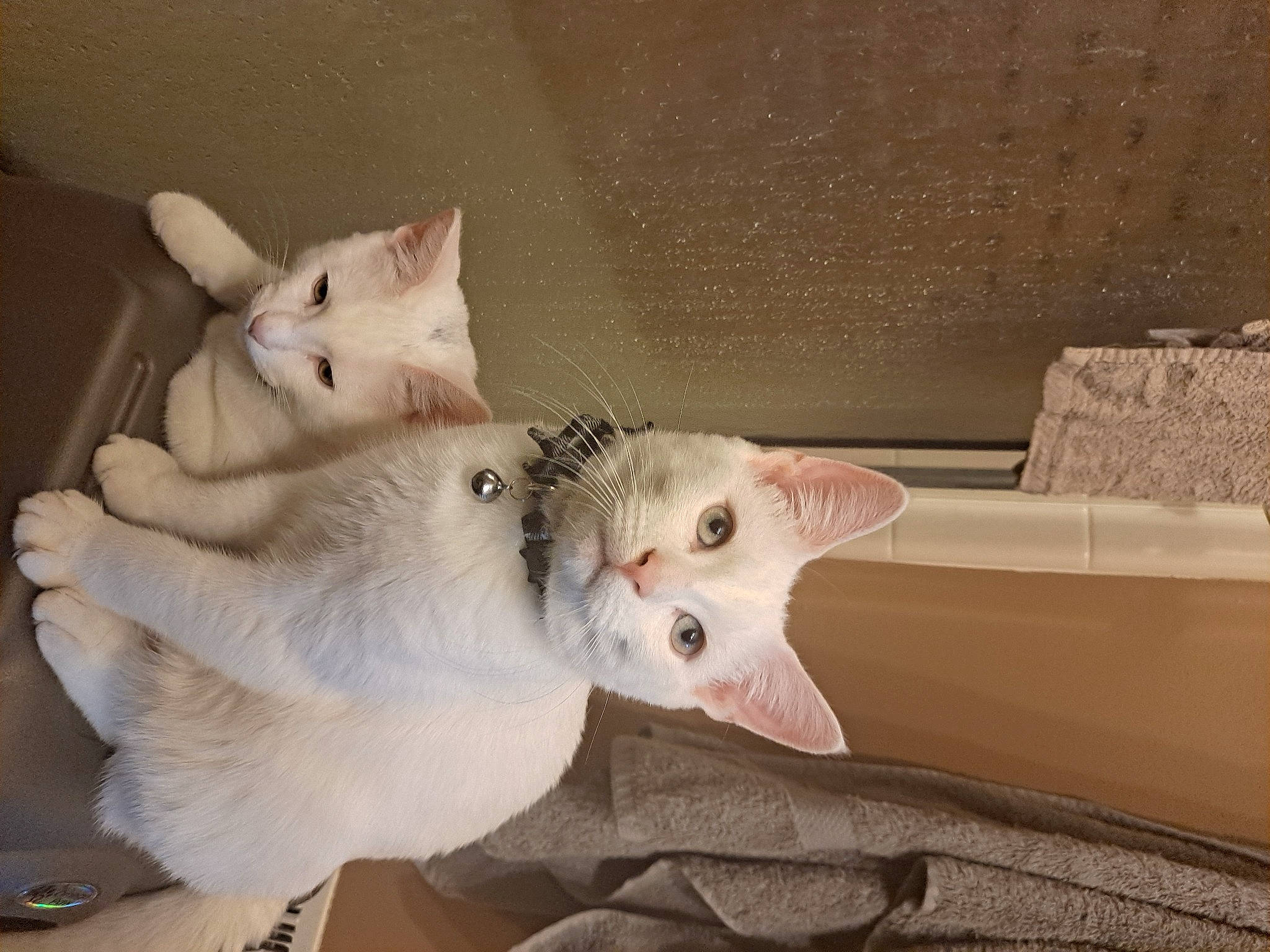 Ivy is registered to the contest to win money with this photo: carnivore, cat, comfort, domestic_short_haired_cat, fawn, felidae, fur, paw, small_to_medium_sized_cats, tail, whiskers, wood