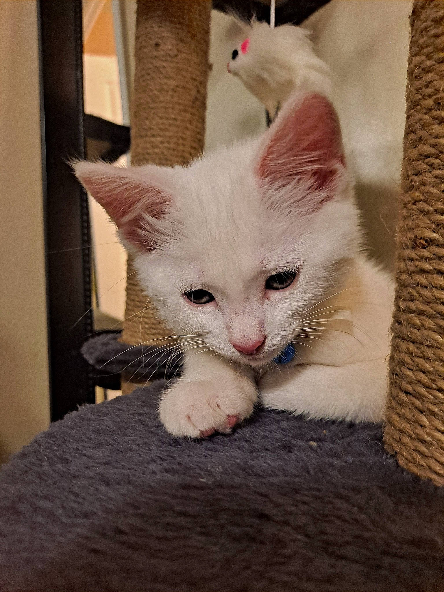 Ivy joined the competition — help win amazing prizes! carnivore, cat, cat_furniture, cat_supply, claw, comfort, domestic_short_haired_cat, eye, fawn, felidae, flooring, foot, fur, hardwood, paw, small_to_medium_sized_cats, snout, tail, whiskers, wood