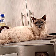 Luna is registered to the contest to win money with this photo: cat, siamese_cat, lounging, kitchen, refrigerator, magnets, photos, cabinet, indoor, pet, animal, feline, domestic_cat, appliance, countertop, relaxed, household, portrait, fur, eyes