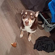 Sky joined the competition — help win amazing prizes! dog, brown_dog, white_fur, wooden_floor, indoor, pet, curious, looking_up, floor, clothing, bread_piece, household, messy, animal, canine, flooring, domestic, furniture, laundry_basket, toy