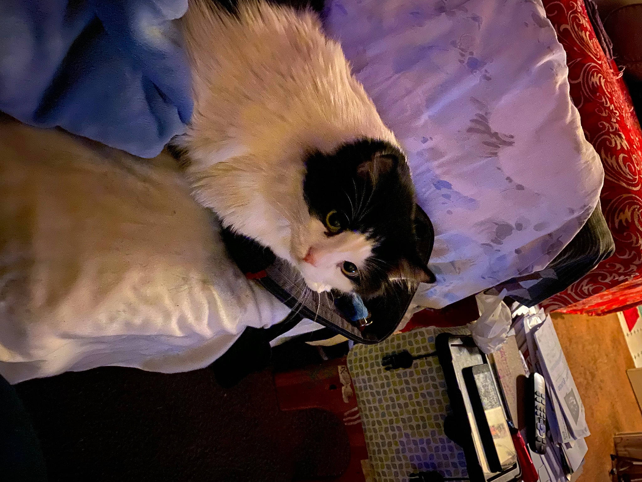 Paparros is registered to the contest to win money with this photo: birman, canidae, carnivore, cat, claw, comfort, companion_dog, fawn, feather, felidae, fur, linens, nap, room, small_to_medium_sized_cats, sporting_group, tail, tree, whiskers, wing